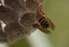Polistes dominula